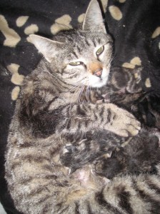 Tinchy and kittens