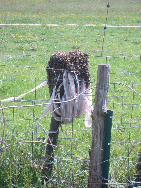 Our swarm
