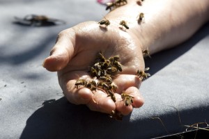 Yoga des abeilles