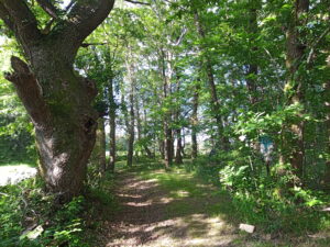 The Witch Tree and the Wishing Tree